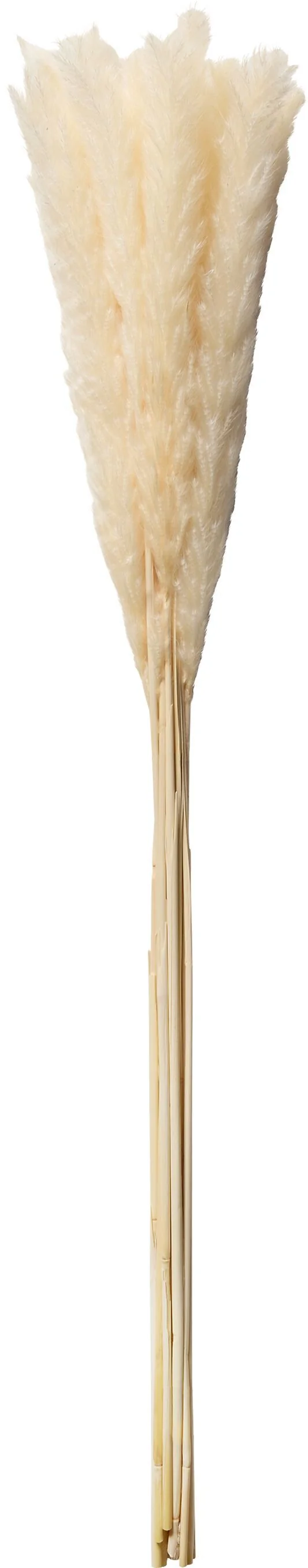 PAMPAS Trockenpflanze