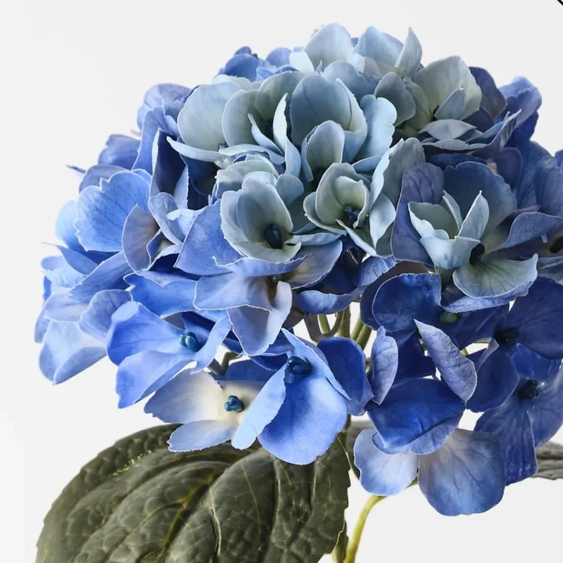 Royal Blue Hydrangea